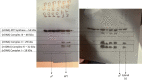 Figure 9—figure supplement 2.