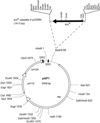 FIG. 1