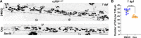 Figure 8—figure supplement 1.