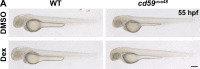 Figure 7—figure supplement 1.