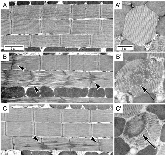 Fig. 5.