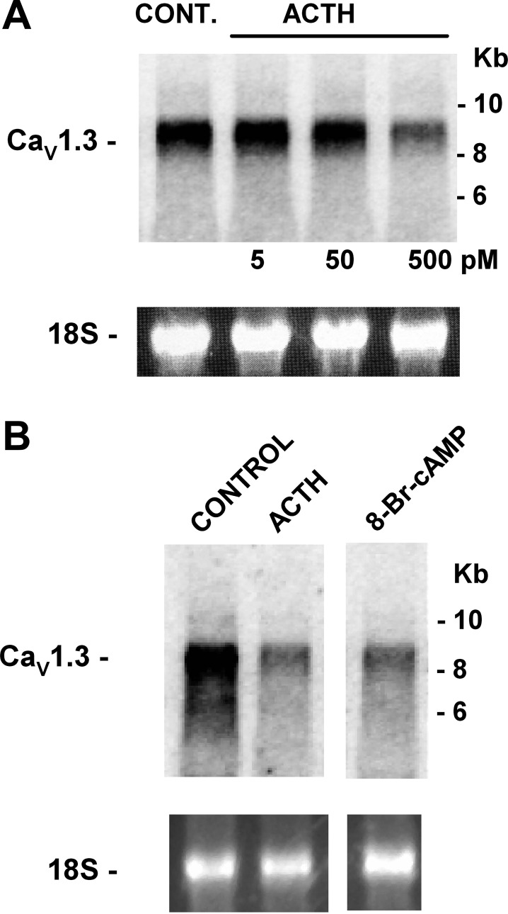 Fig. 8.