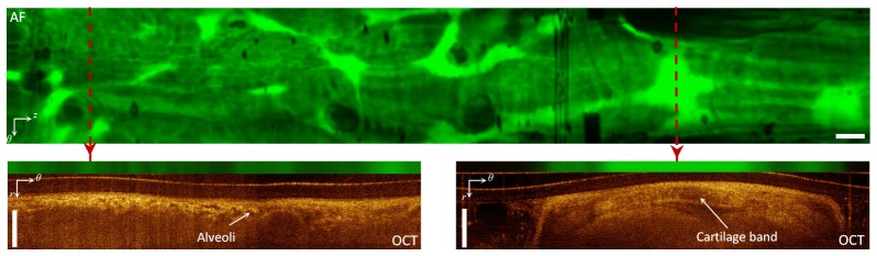 Fig. 5