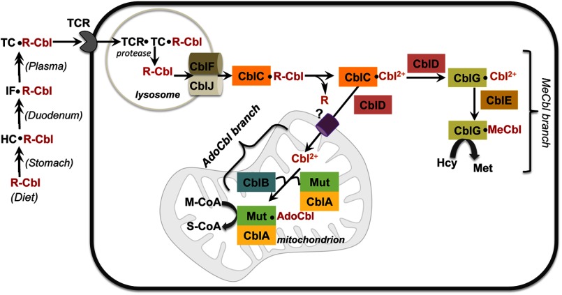 FIGURE 2.