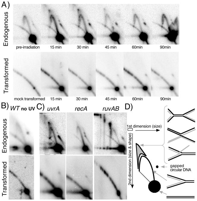 FIGURE 4