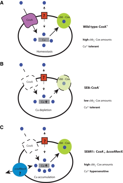 FIG 6 