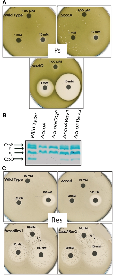 FIG 5 