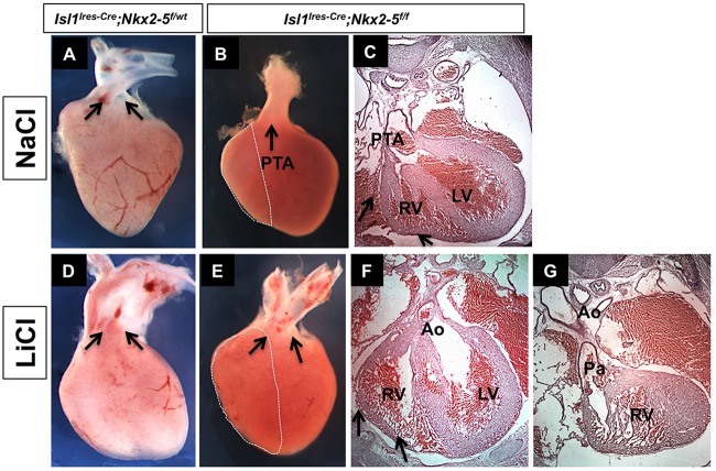 Fig. 9.