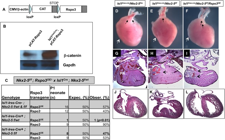 Fig. 10.