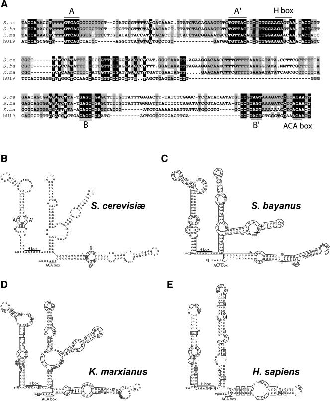 FIGURE 2.