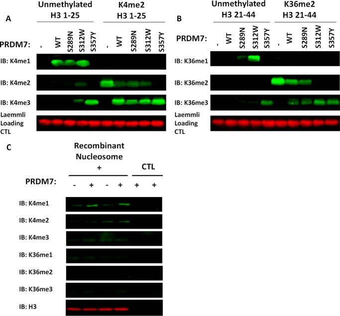 FIGURE 4.