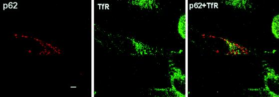 FIG. 12