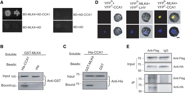 Figure 4.