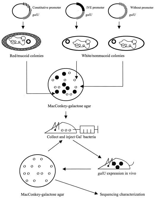 FIG. 1