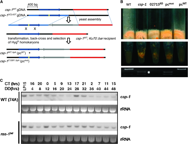 Figure 6.—