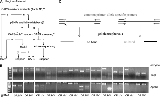 Figure 4.—