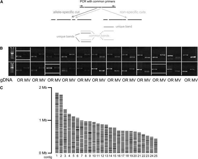 Figure 2.—