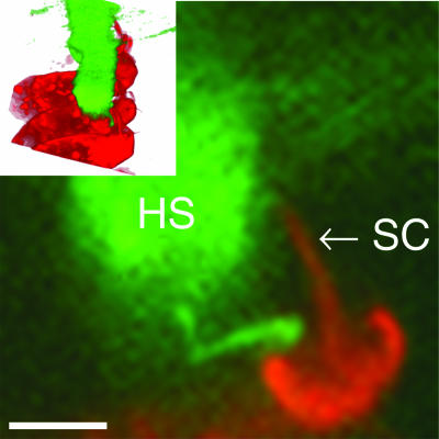 Fig. 6.