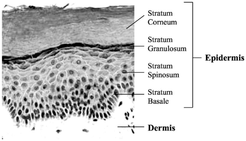 Fig. 11