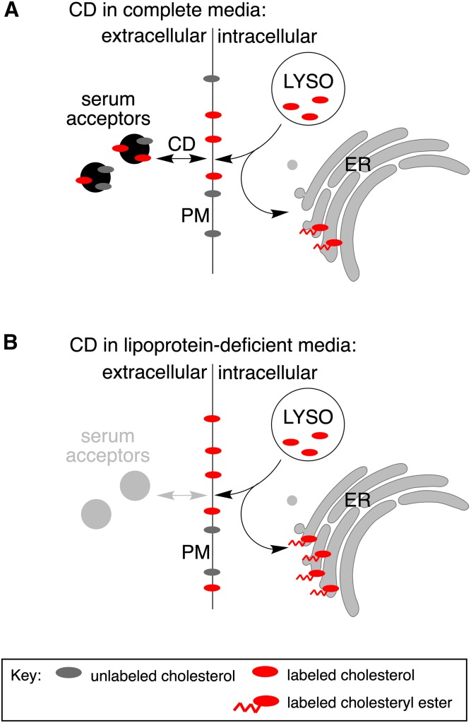 Fig. 7.