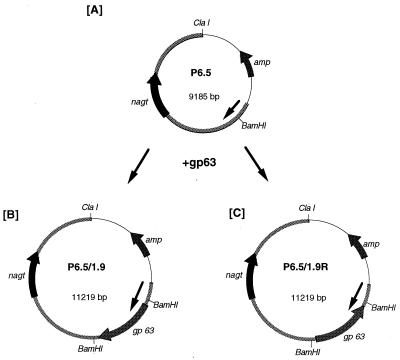 FIG. 1