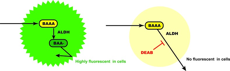 Aldehyde dehydrogenase 1A1 in stem cells and cancer - PMC