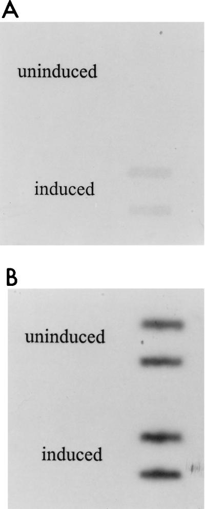 FIG. 12