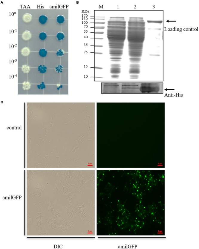 FIGURE 3