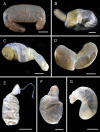 Figure 34.