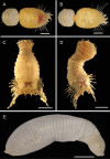 Figure 32.