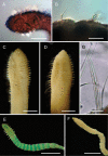Figure 19.