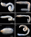 Figure 18.