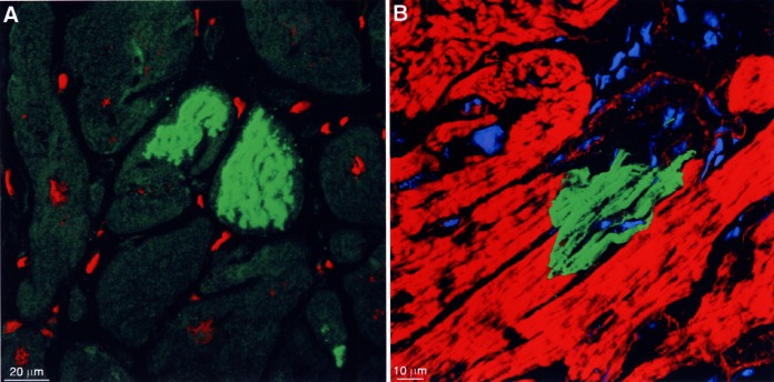 Figure 4)