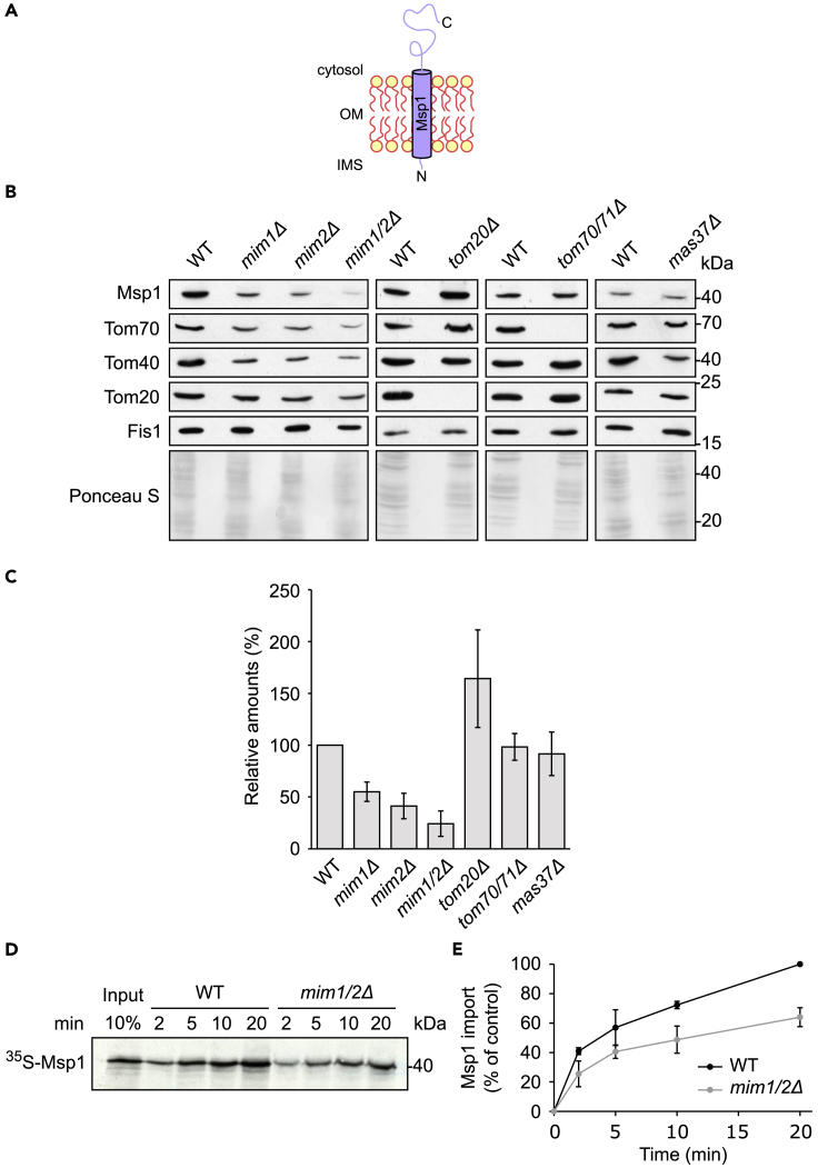 Figure 1