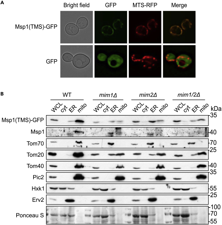 Figure 2