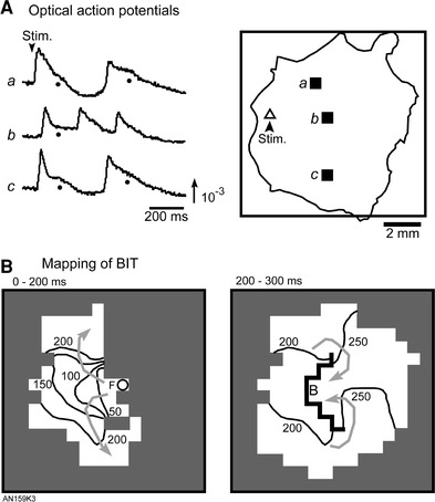 Fig. 5