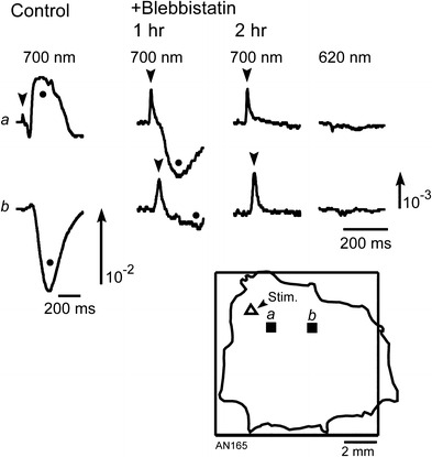 Fig. 1