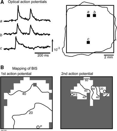 Fig. 8