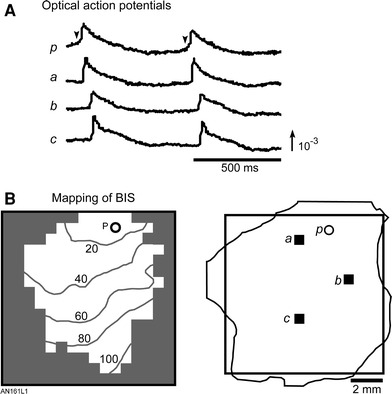 Fig. 6