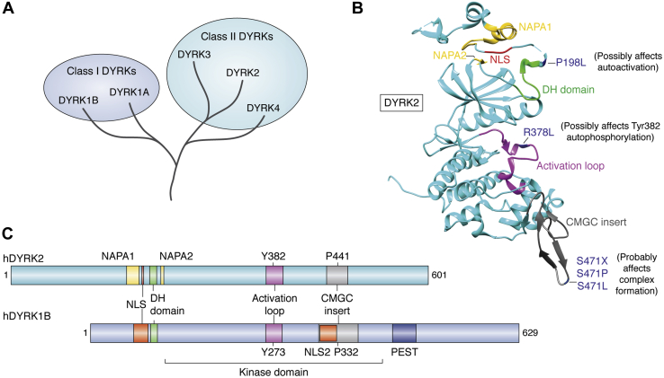 Figure 1