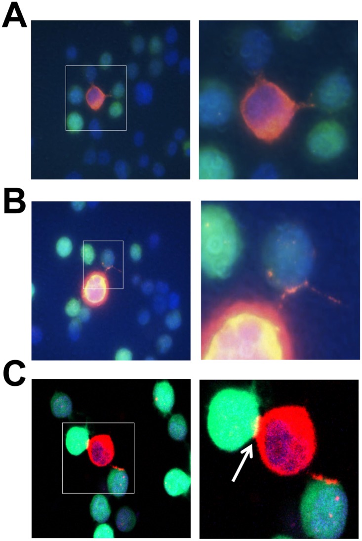 Fig 3