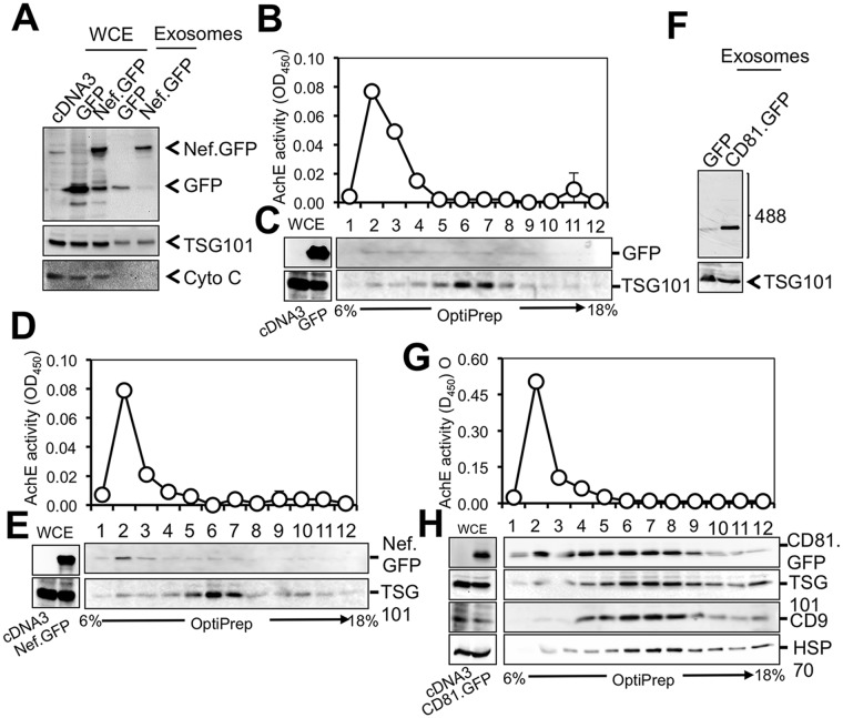 Fig 8