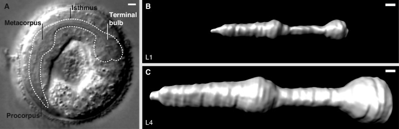 Figure 2.