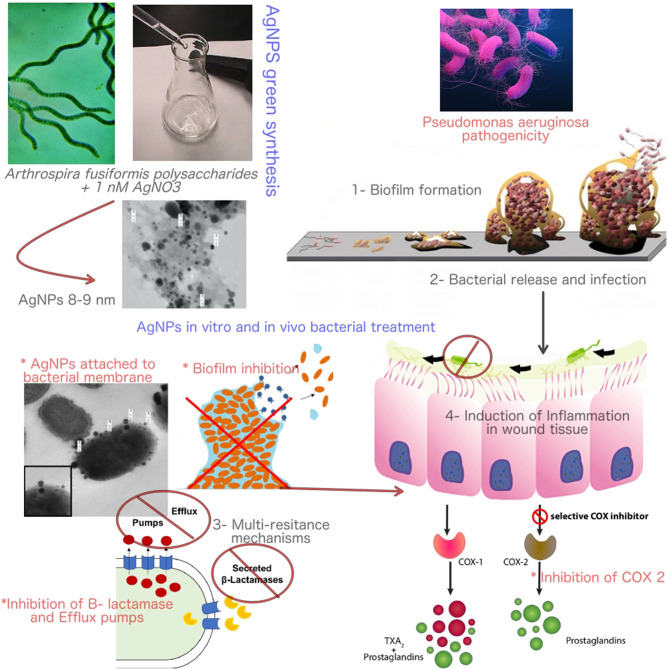 Graphical Abstract