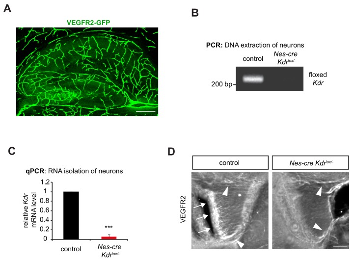 Figure 1—figure supplement 1.