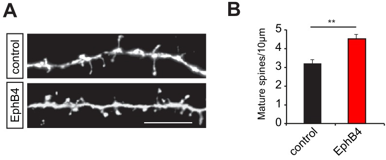 Figure 5—figure supplement 1.