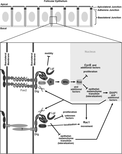 Figure 10.—