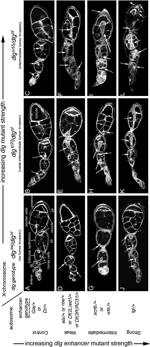 Figure 2.—