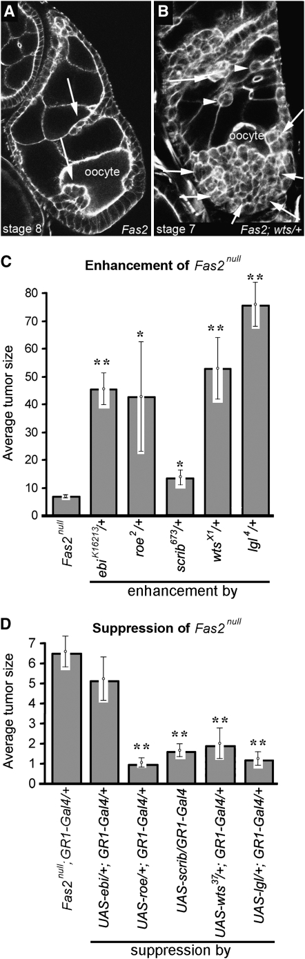 Figure 4.—