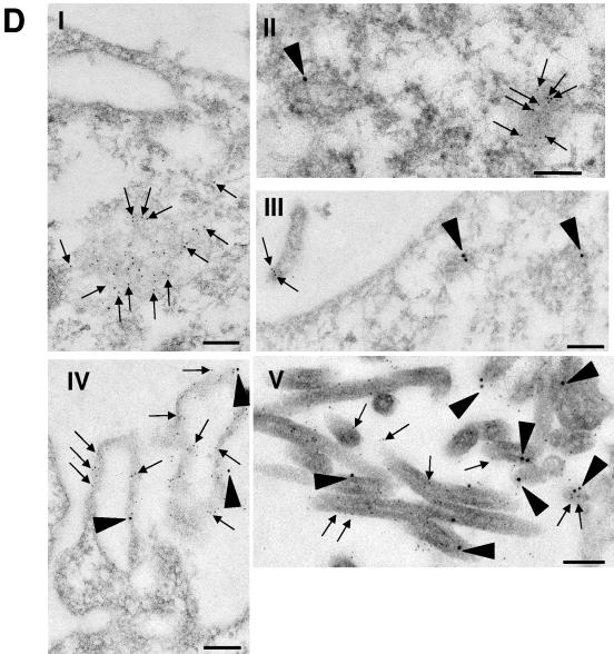 FIG.2.